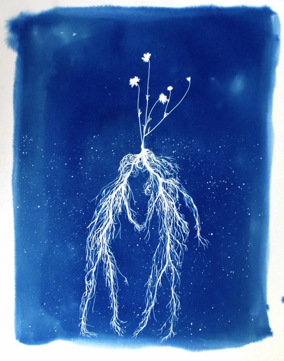 FLOWER KISS. Cyanotype.