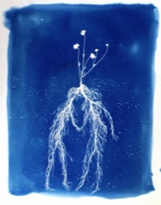 FLOWER KISS. Cyanotype.