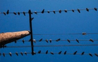 WIRES.